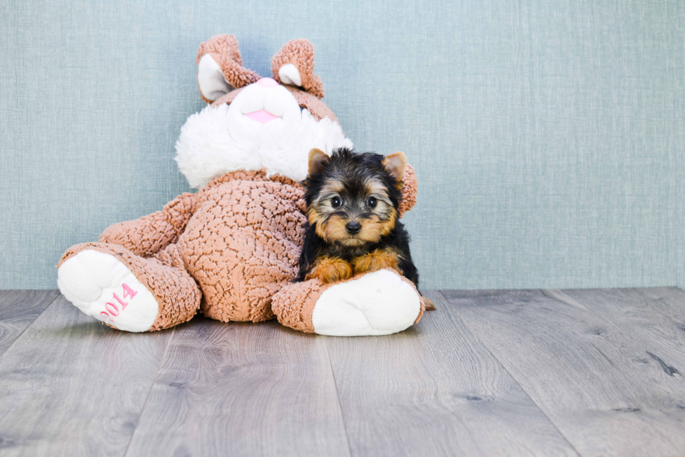 Meet Tinkerbell - our Yorkshire Terrier Puppy Photo 