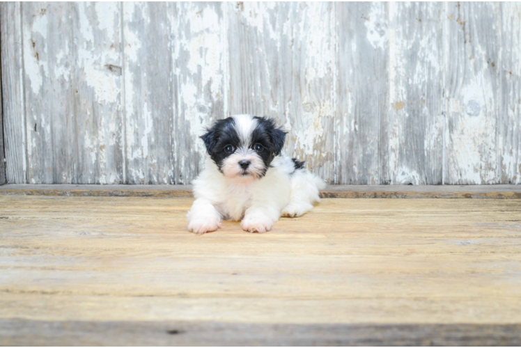 Teddy Bear Pup Being Cute