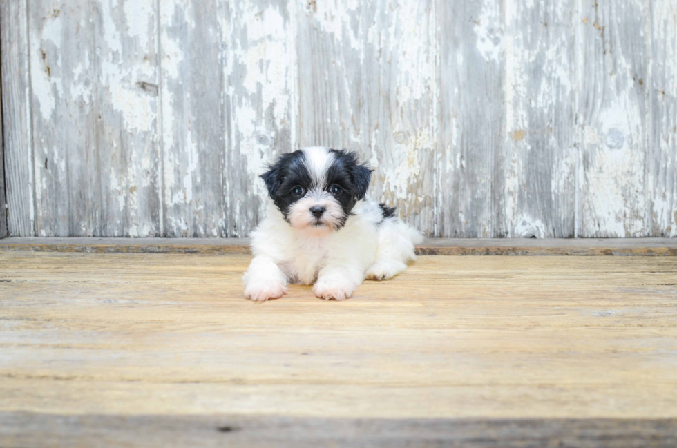 Teddy Bear Pup Being Cute