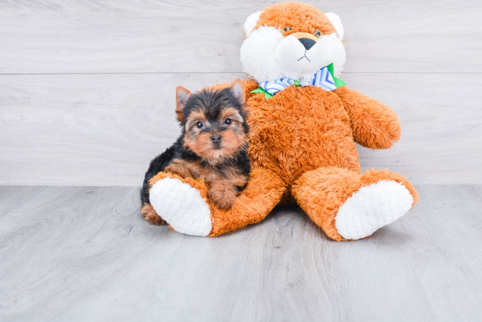 Meet Peaches Juniper - our Yorkshire Terrier Puppy Photo 