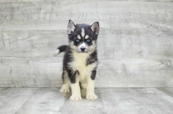 Cute Pomsky Baby