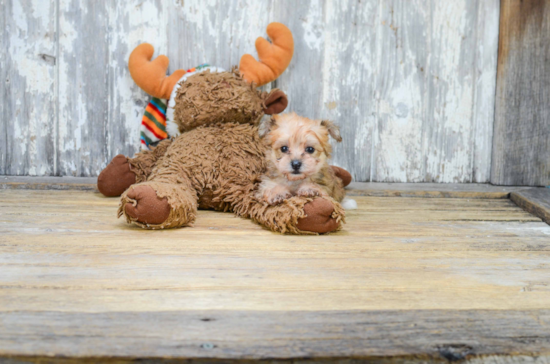 Best Morkie Baby