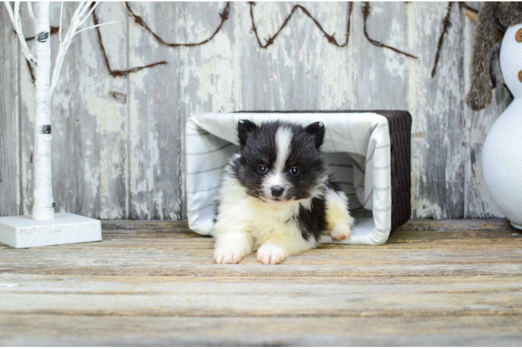 Friendly Pomeranian Baby