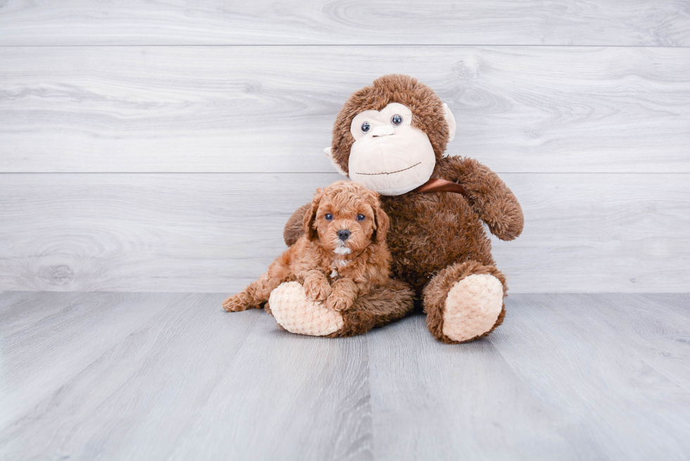 Fluffy Cavapoo Poodle Mix Pup