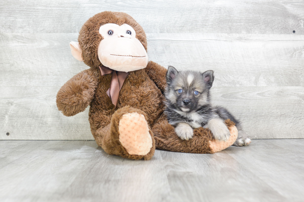 Pomsky Pup Being Cute