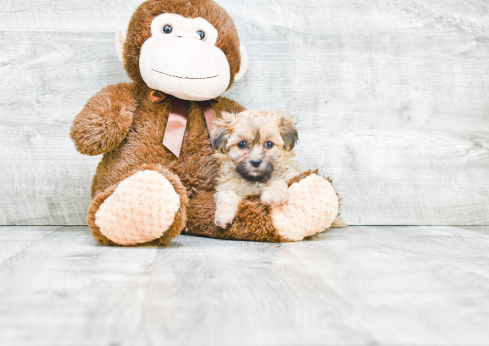 Teddy Bear Puppy for Adoption