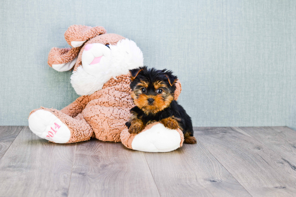 Meet Capone - our Yorkshire Terrier Puppy Photo 