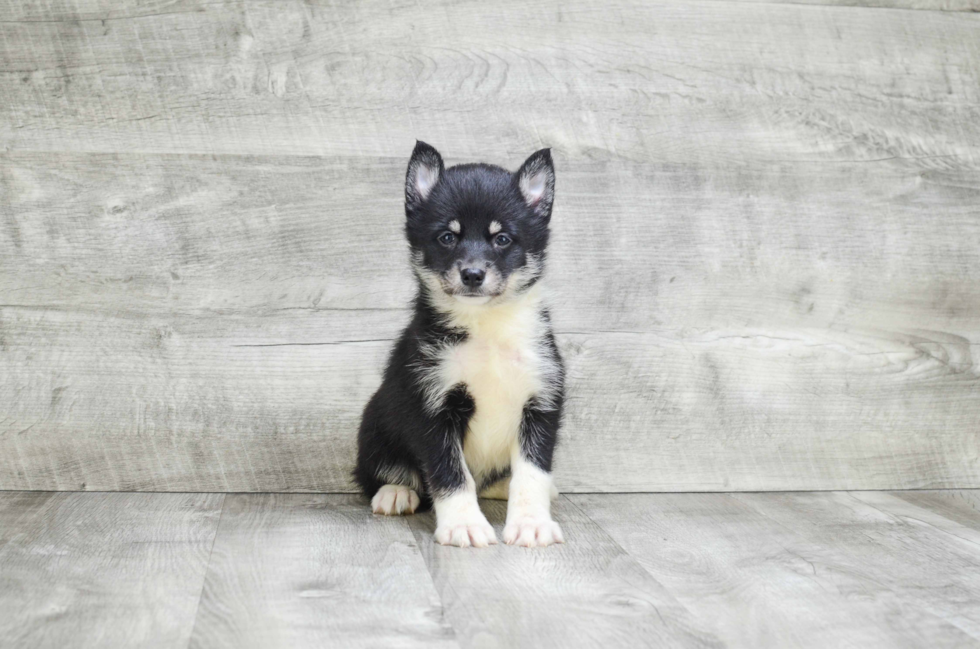 Hypoallergenic Mini Husky Designer Puppy