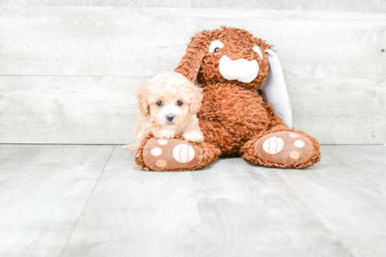 Cavapoo Pup Being Cute