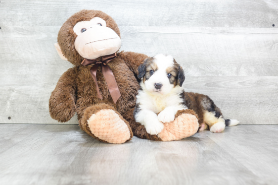 Mini Bernedoodle Puppy for Adoption