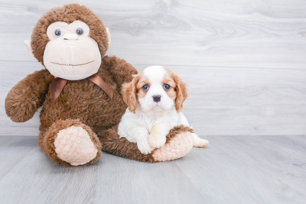 Cavalier King Charles Spaniel Pup Being Cute