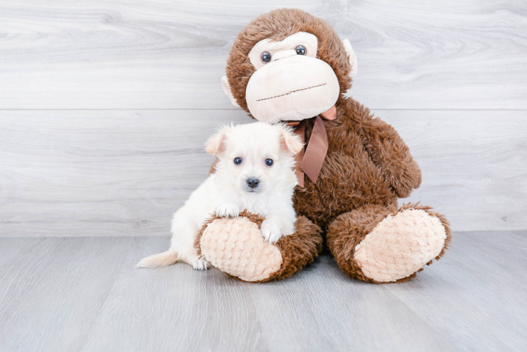 Maltipoo Puppy for Adoption