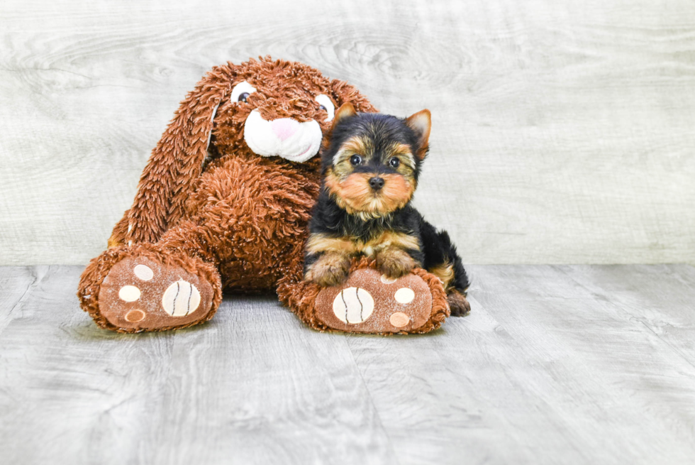 Meet Victoria - our Yorkshire Terrier Puppy Photo 