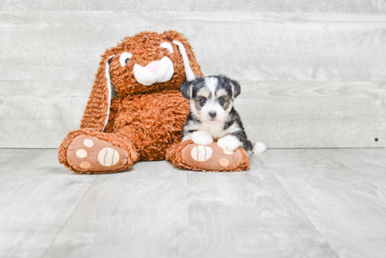 Morkie Pup Being Cute