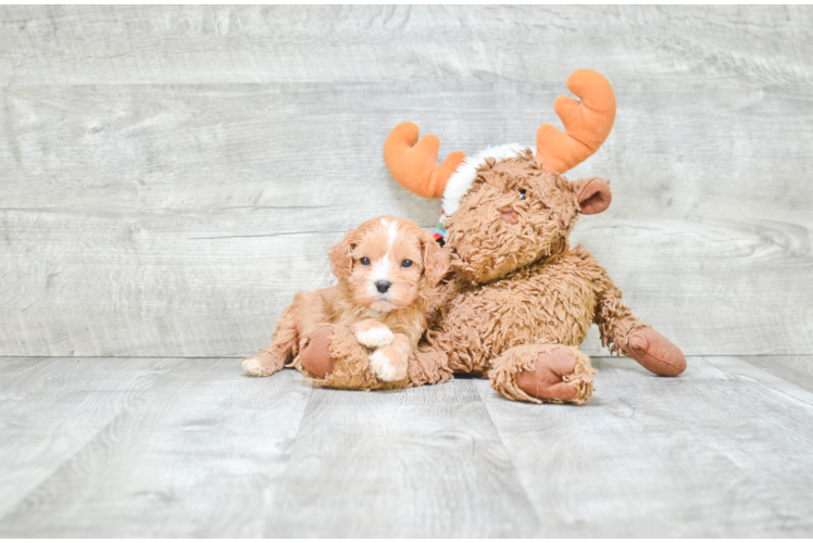 Cavapoo Puppy for Adoption