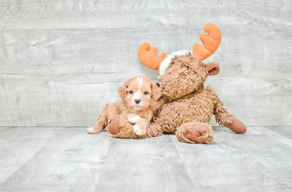 Cavapoo Puppy for Adoption