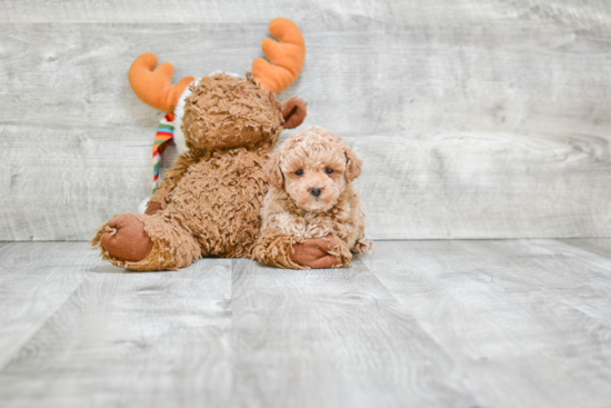 Smart Pudle Purebred Puppy