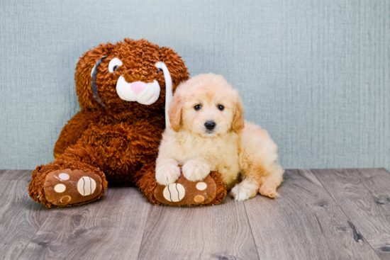 Sweet Mini Goldendoodle Baby