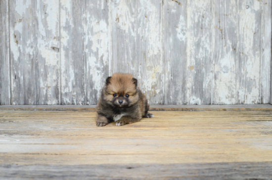 Little Pomeranian Baby