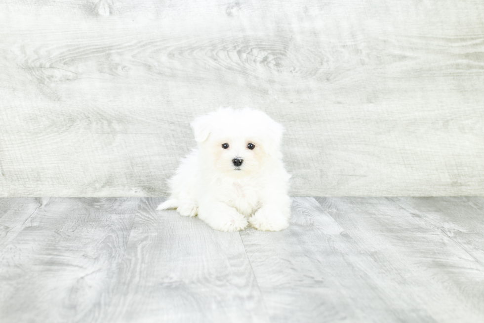 Maltese Pup Being Cute