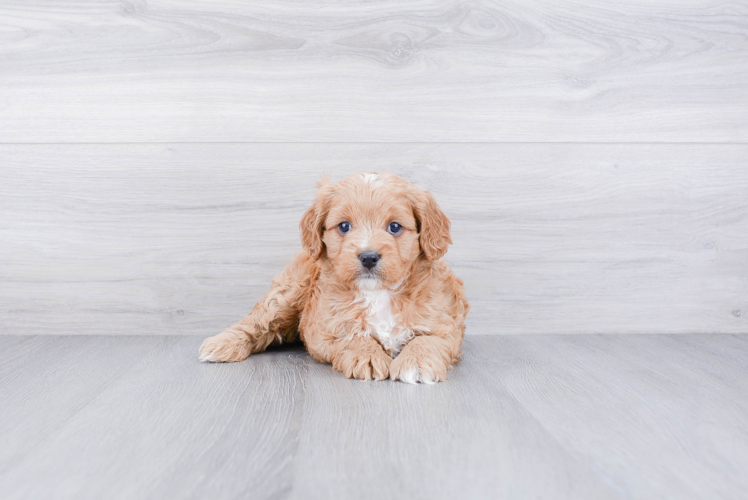 Best Cavapoo Baby