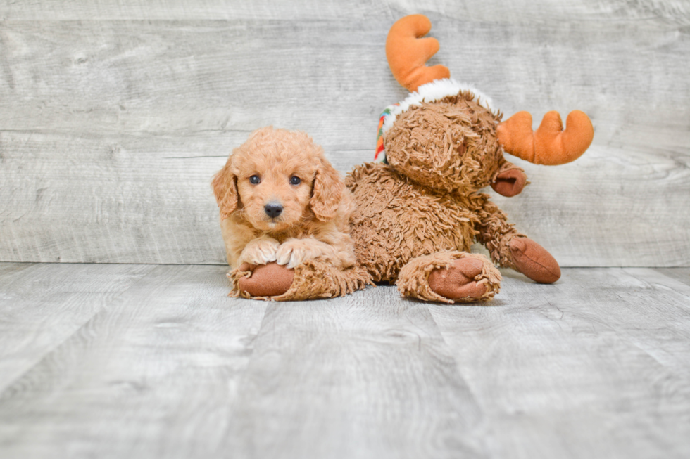 Petite Mini Goldendoodle Poodle Mix Pup