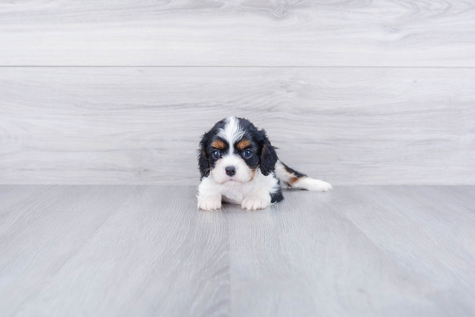 Energetic Cavalier King Charles Spaniel Purebred Puppy