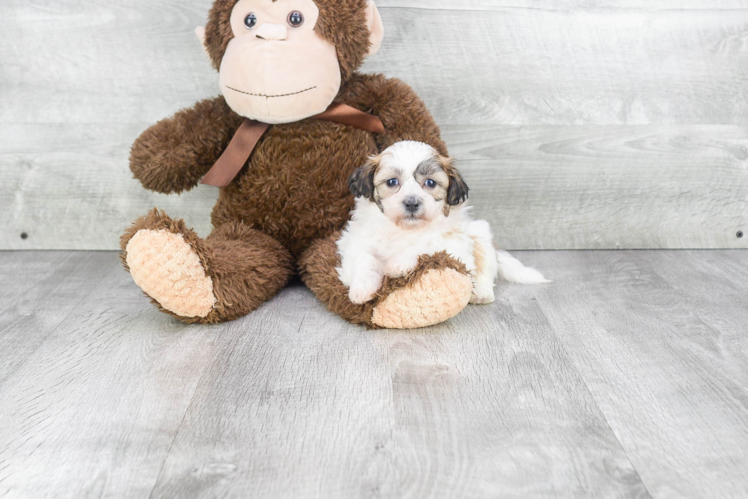 Funny Teddy Bear Designer Pup