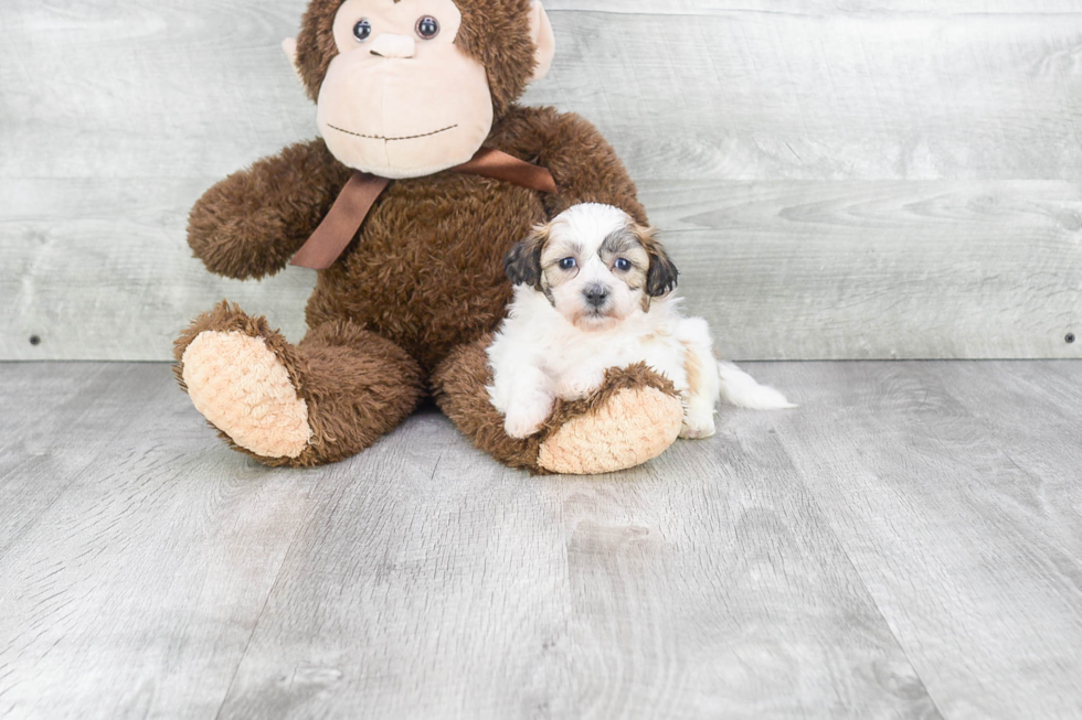 Funny Teddy Bear Designer Pup