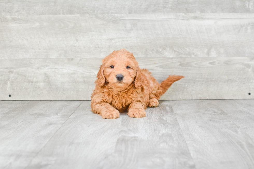 Mini Goldendoodle Pup Being Cute