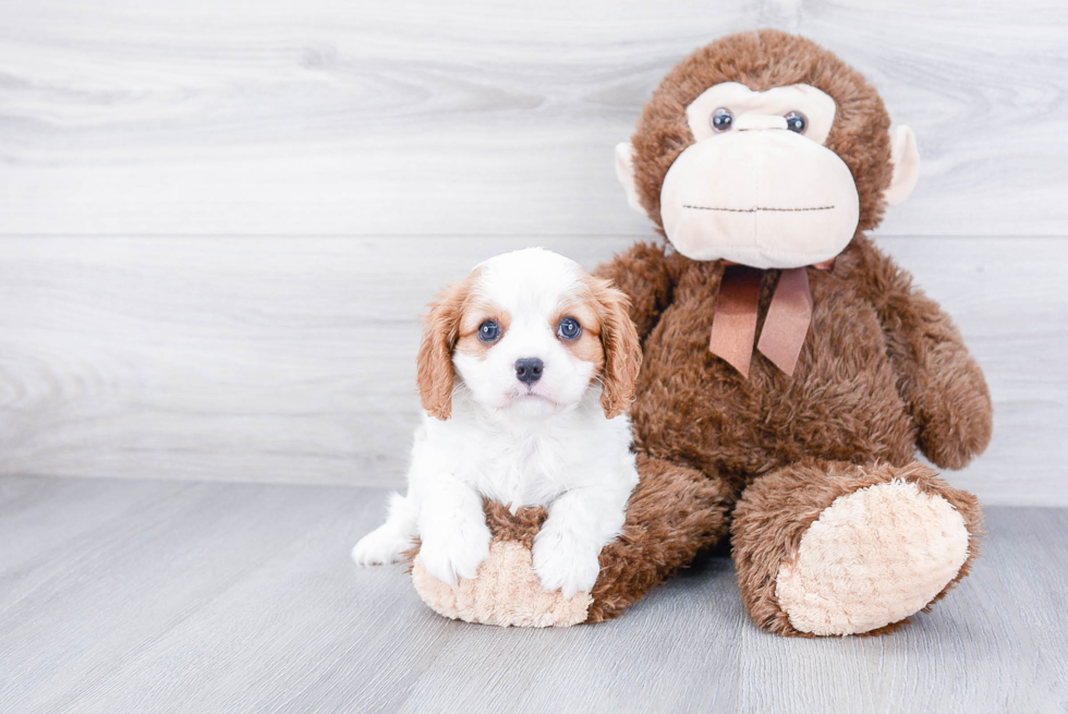 Cute Cavalier King Charles Spaniel Purebred Puppy