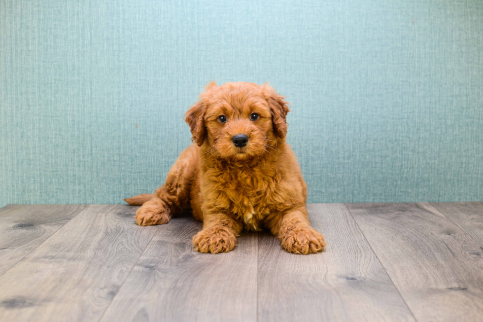 Mini Goldendoodle Puppy for Adoption