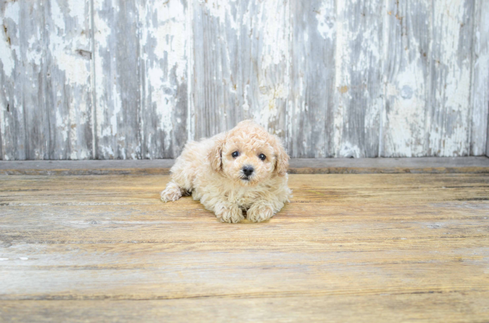 Hypoallergenic Poodle Baby