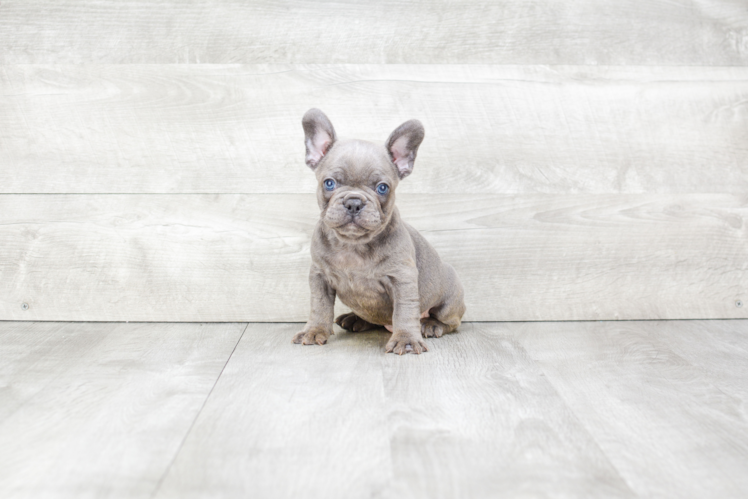 Best French Bulldog Baby