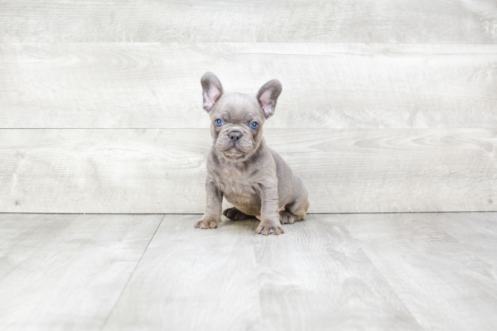 Best French Bulldog Baby