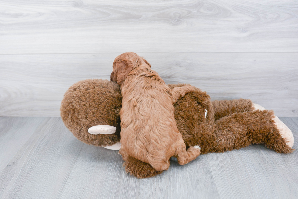 Funny Cavapoo Poodle Mix Pup