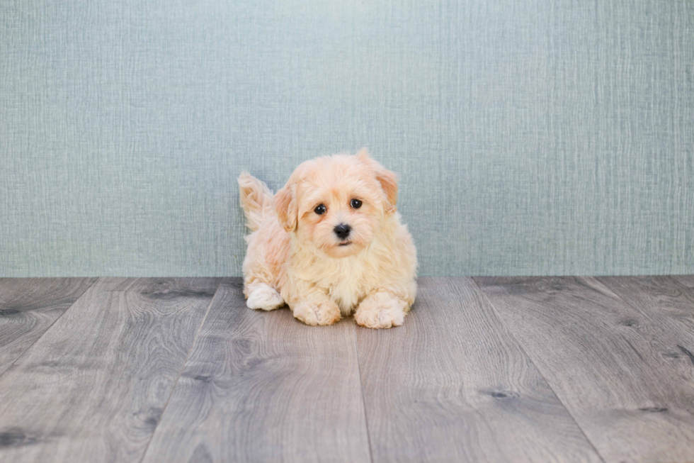 Maltipoo Puppy for Adoption