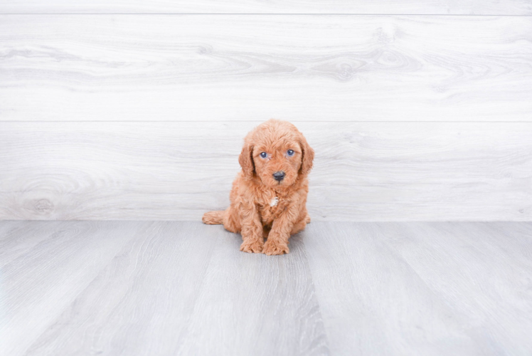 Petite Mini Goldendoodle Poodle Mix Pup