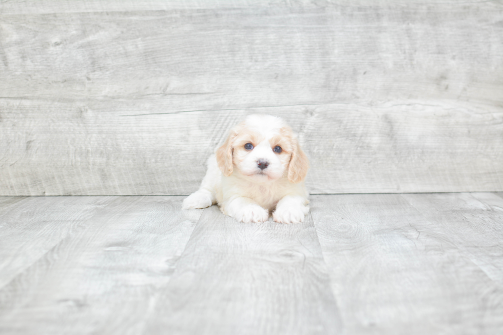 Cavachon Puppy for Adoption