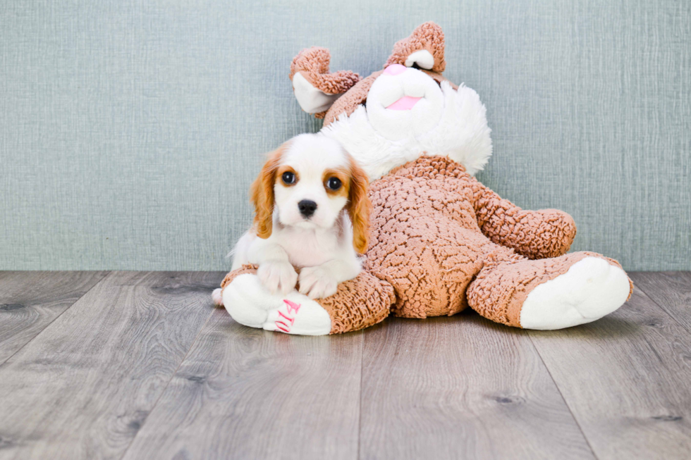 Little Cavalier King Charles Spaniel Baby