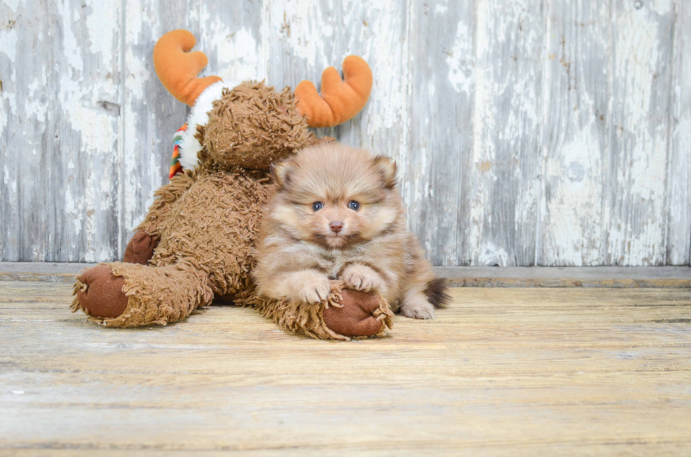 Friendly Pomeranian Baby