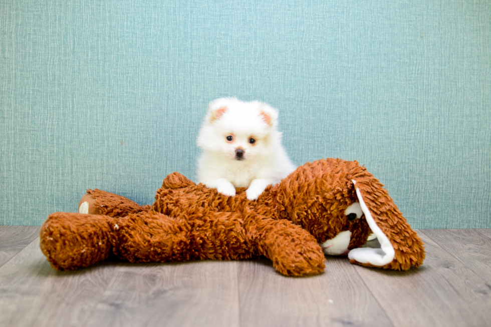 Pomeranian Puppy for Adoption