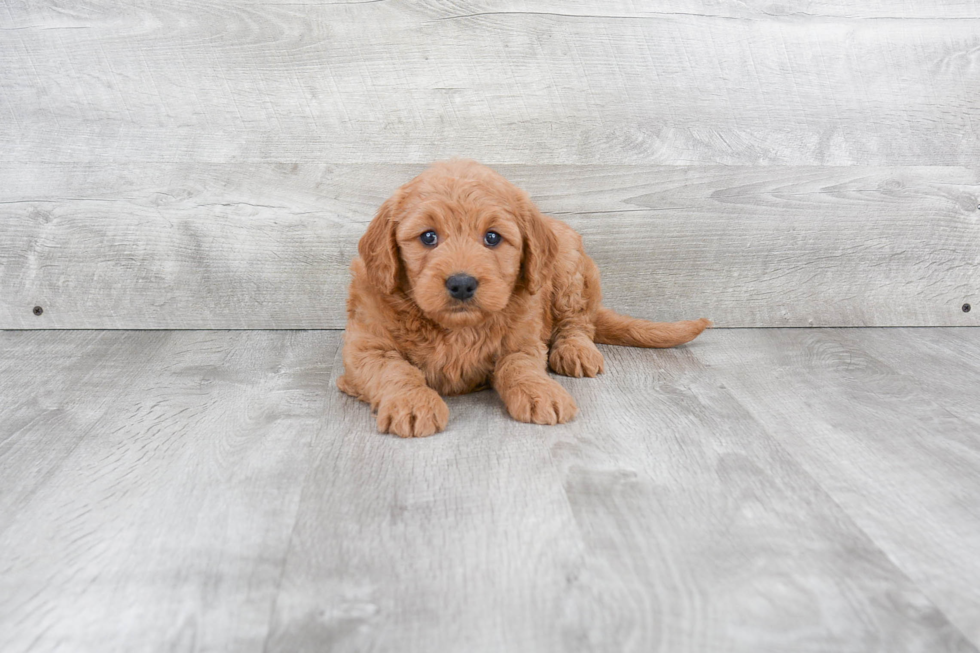 Petite Mini Goldendoodle Poodle Mix Pup