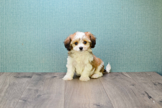 Cavachon Puppy for Adoption