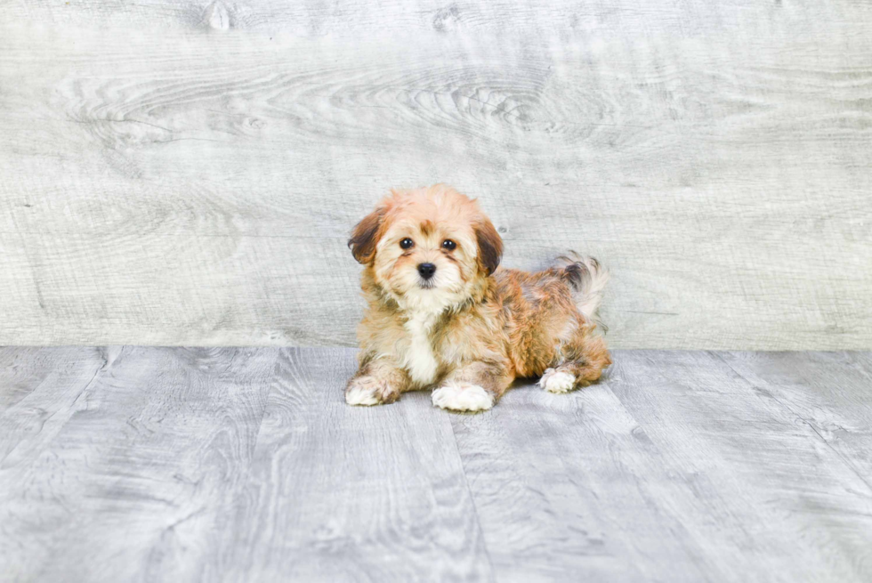 Havanese Pup Being Cute