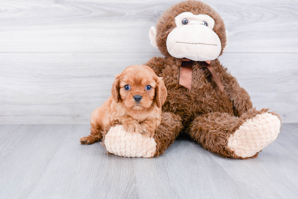 Friendly Cavalier King Charles Spaniel Baby