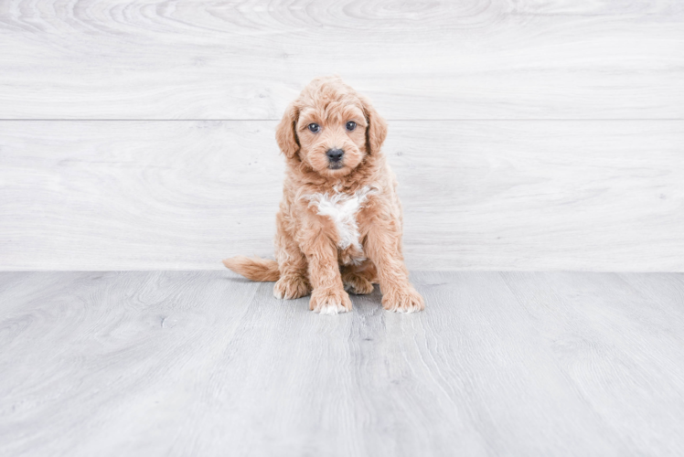 Best Mini Goldendoodle Baby