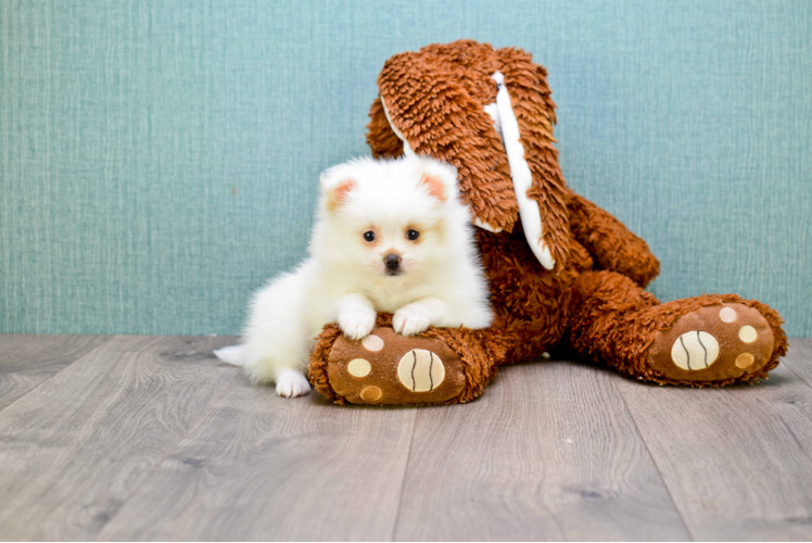 Akc Registered Pomeranian Baby