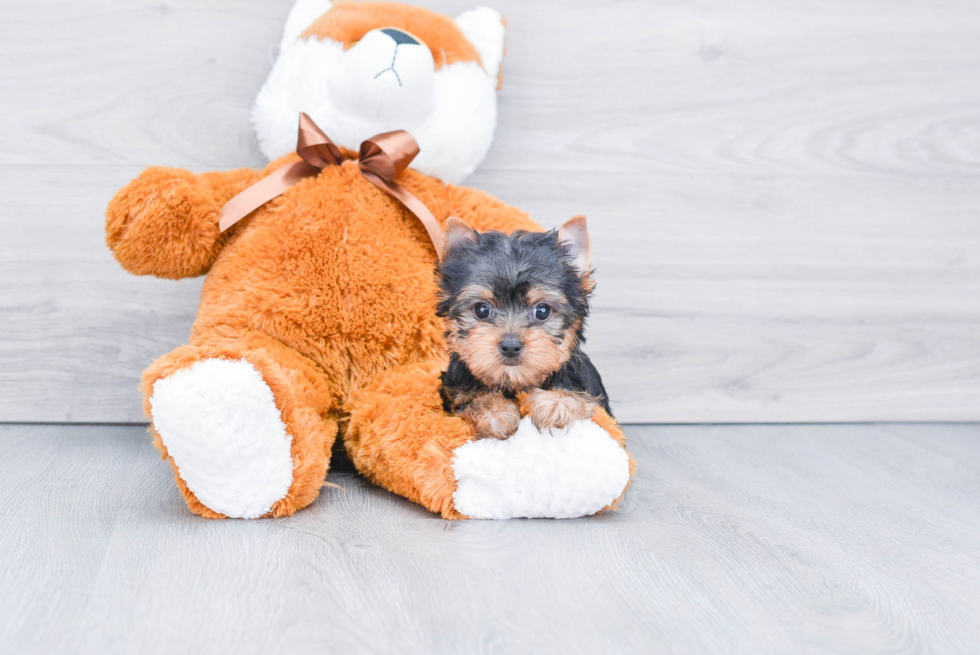 Meet Nugget - our Yorkshire Terrier Puppy Photo 