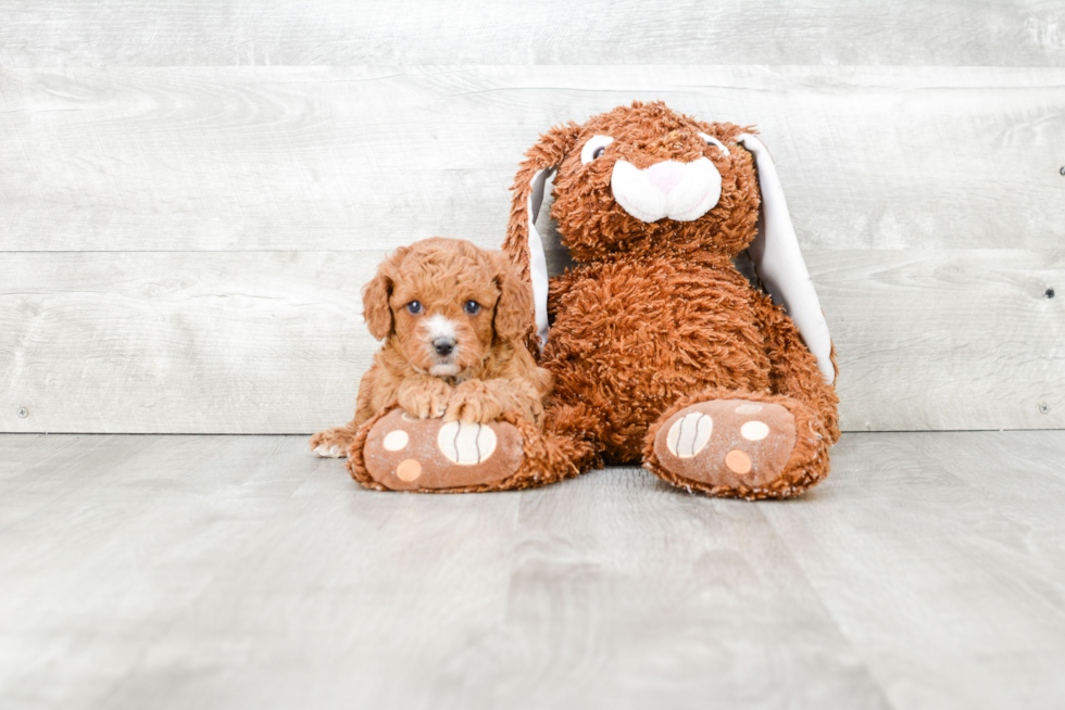 Cavapoo Puppy for Adoption